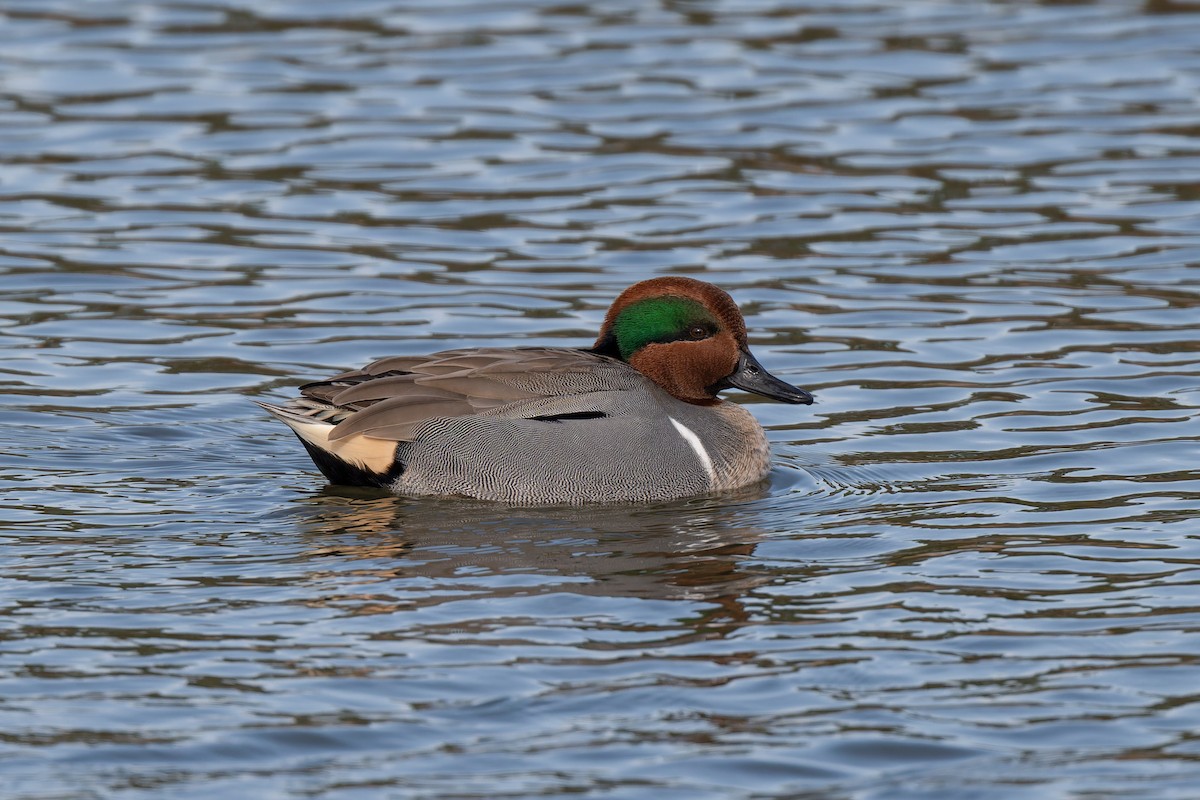 čírka obecná (ssp. carolinensis) - ML622290470