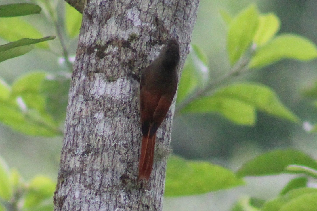 Olivaceous Woodcreeper - ML622290471