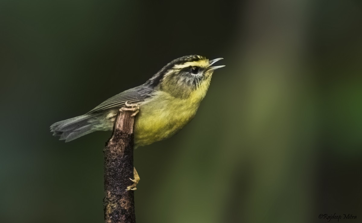 Yellow-throated Fulvetta - ML622290475