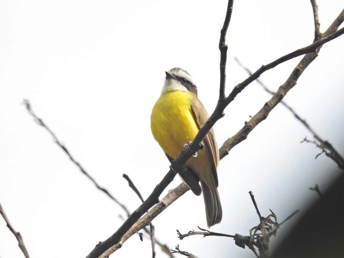 White-bearded Flycatcher - ML622290476