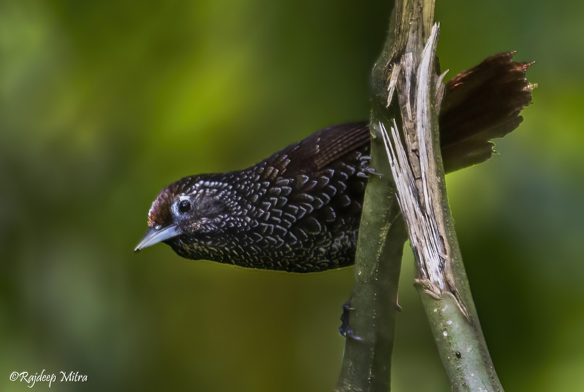 Cachar Wedge-billed Babbler - ML622290492