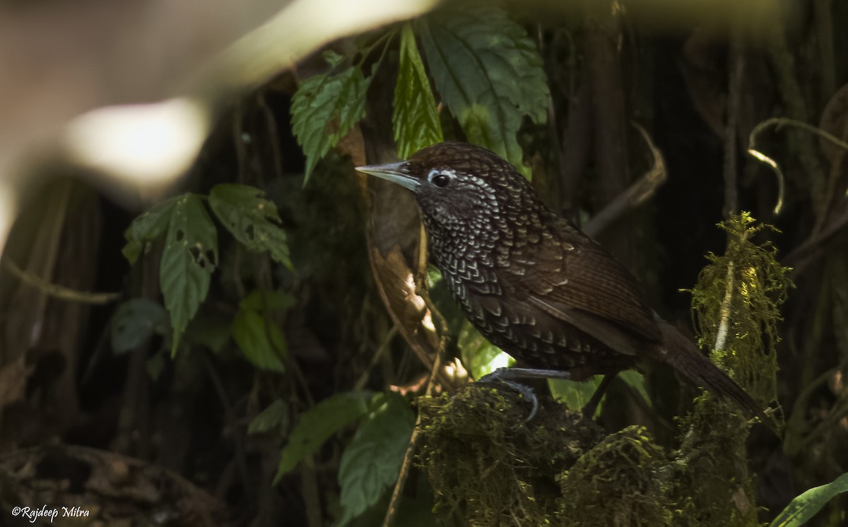 Cachar Wedge-billed Babbler - ML622290493