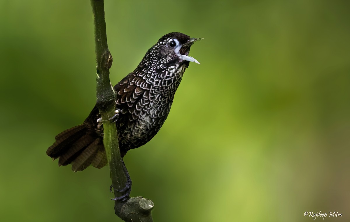 Cachar Wedge-billed Babbler - ML622290494