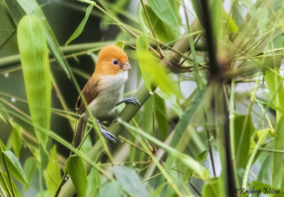 White-breasted Parrotbill - ML622290586