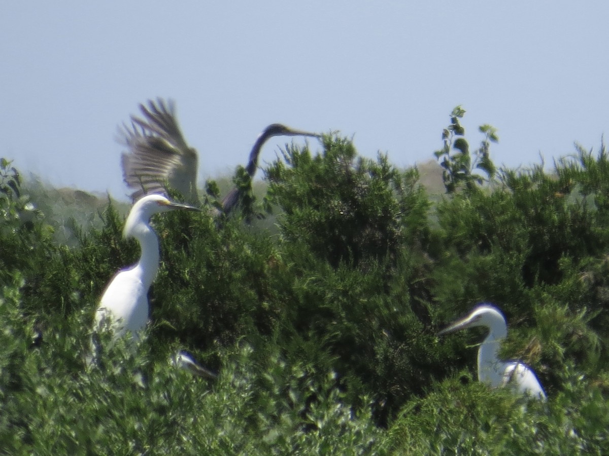 Tricolored Heron - ML622290645