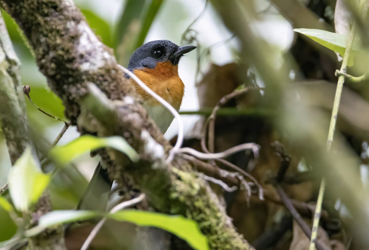 Moluccan Spectacled Monarch (Seram) - Andrew Spencer