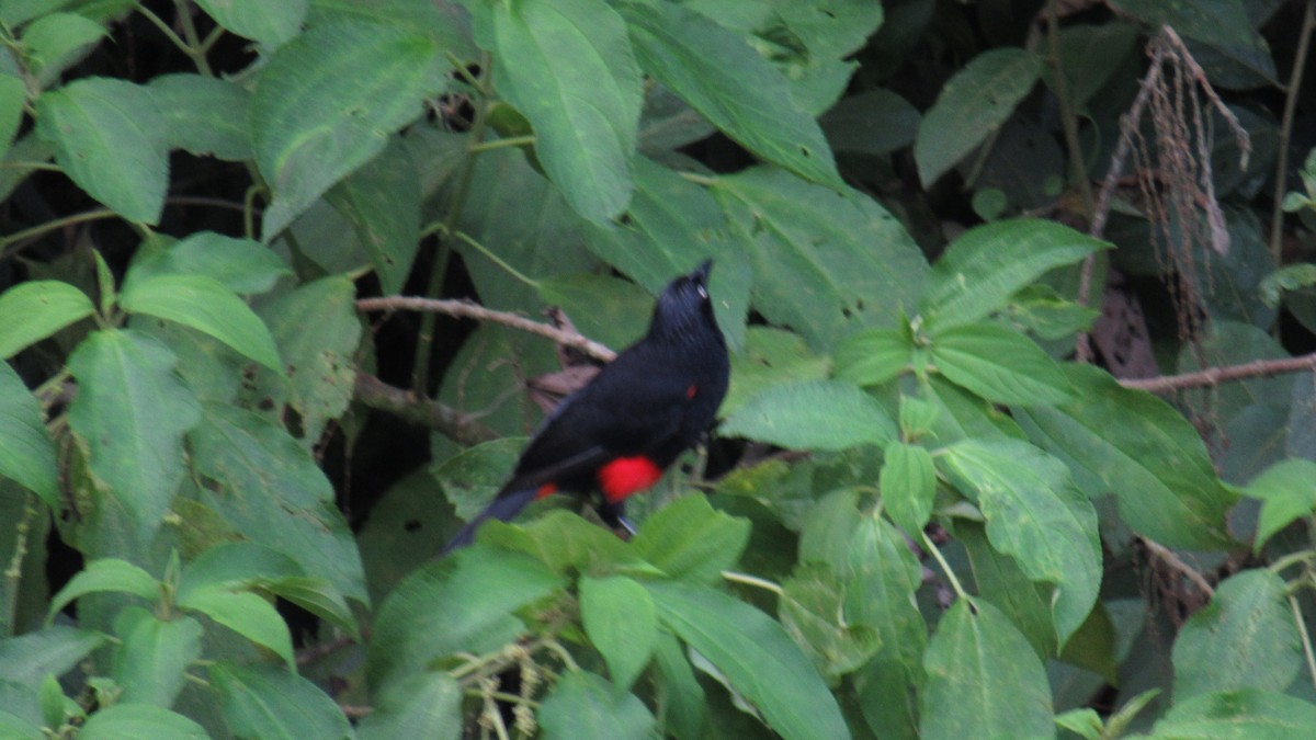 Red-bellied Grackle - ML622290730