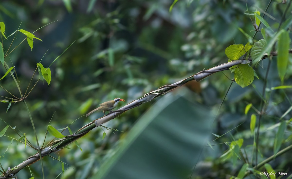 Red-billed Scimitar-Babbler - ML622290780