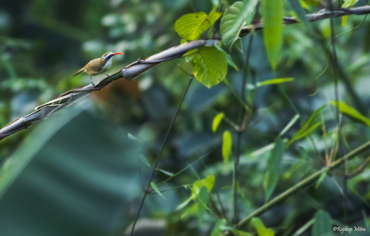 Red-billed Scimitar-Babbler - ML622290781