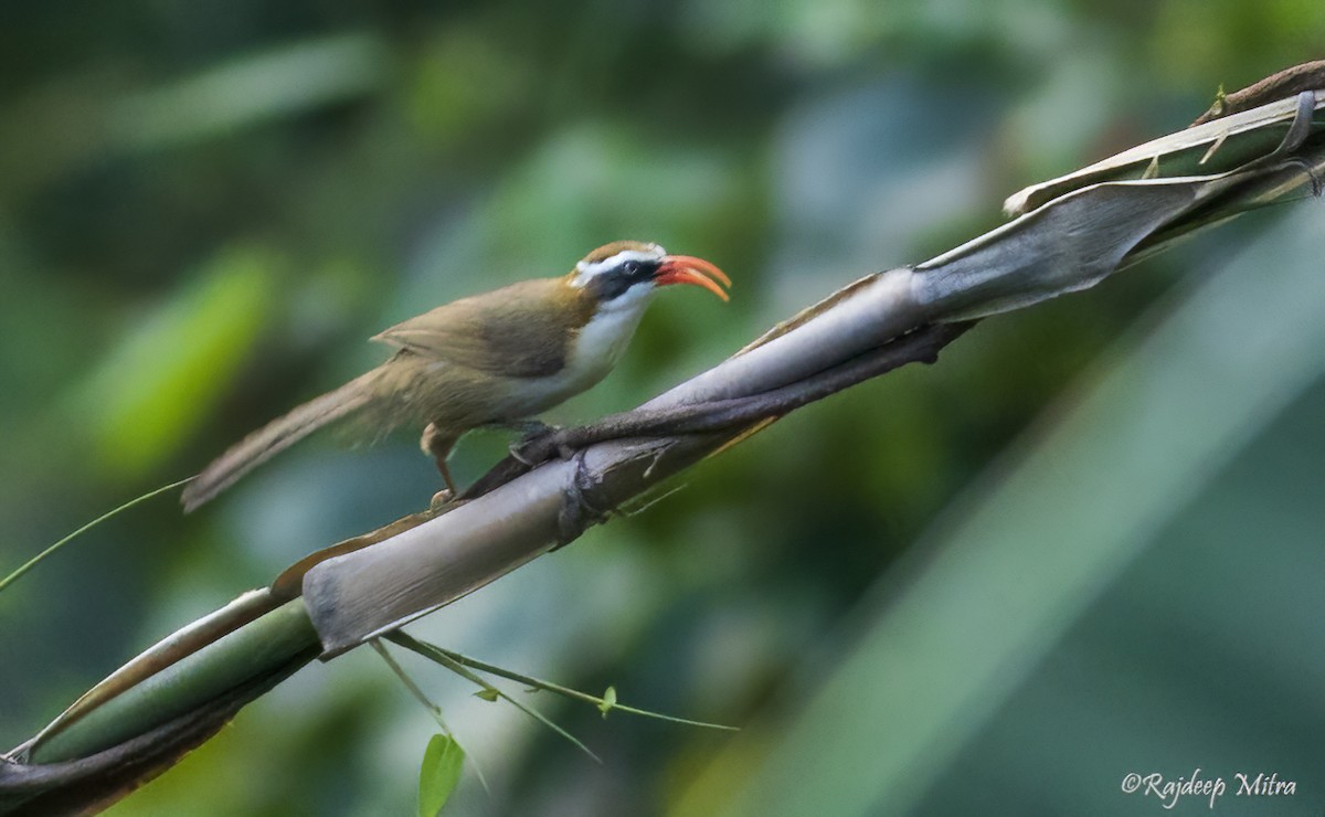 Red-billed Scimitar-Babbler - ML622290782