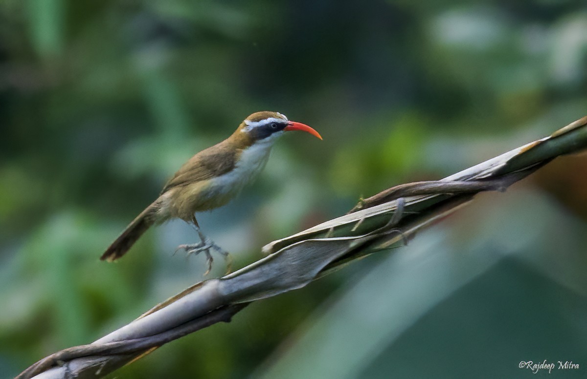 Red-billed Scimitar-Babbler - ML622290783