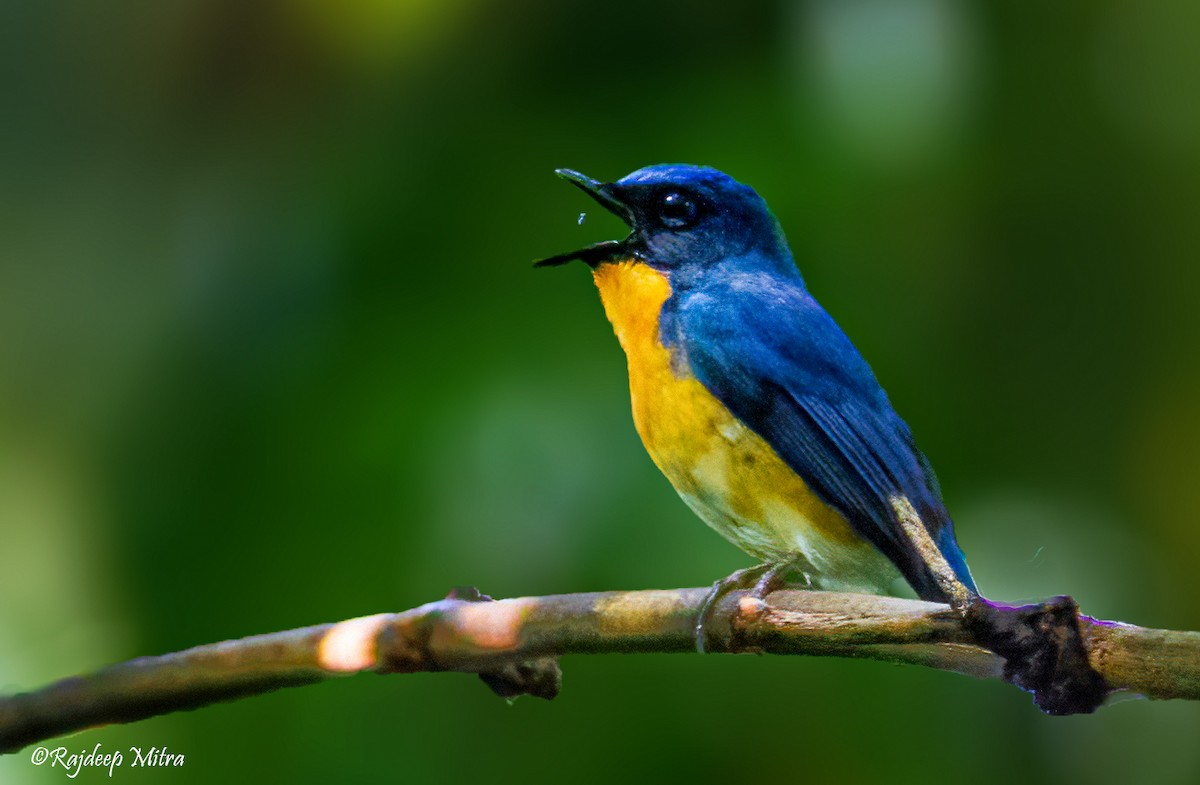 Hill Blue Flycatcher - ML622290807