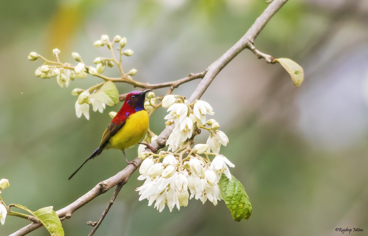 Mrs. Gould's Sunbird - ML622290850