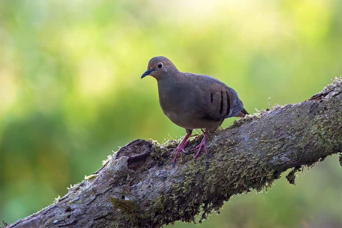 Maroon-chested Ground Dove - ML622290878