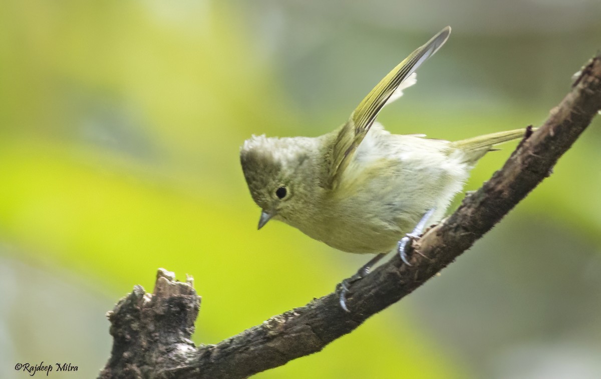 Yellow-browed Tit - ML622290892