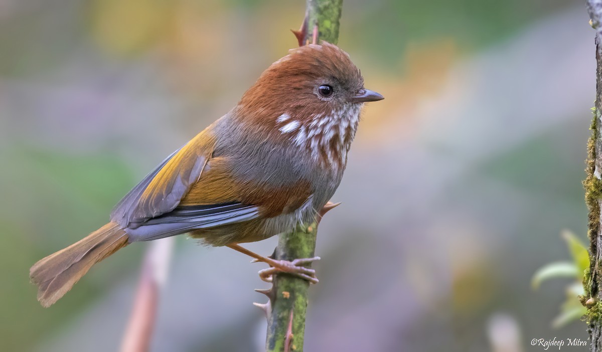 Brown-throated Fulvetta - ML622290899