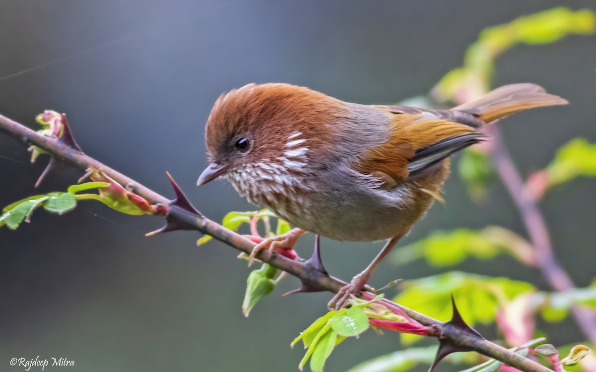 Brown-throated Fulvetta - ML622290912