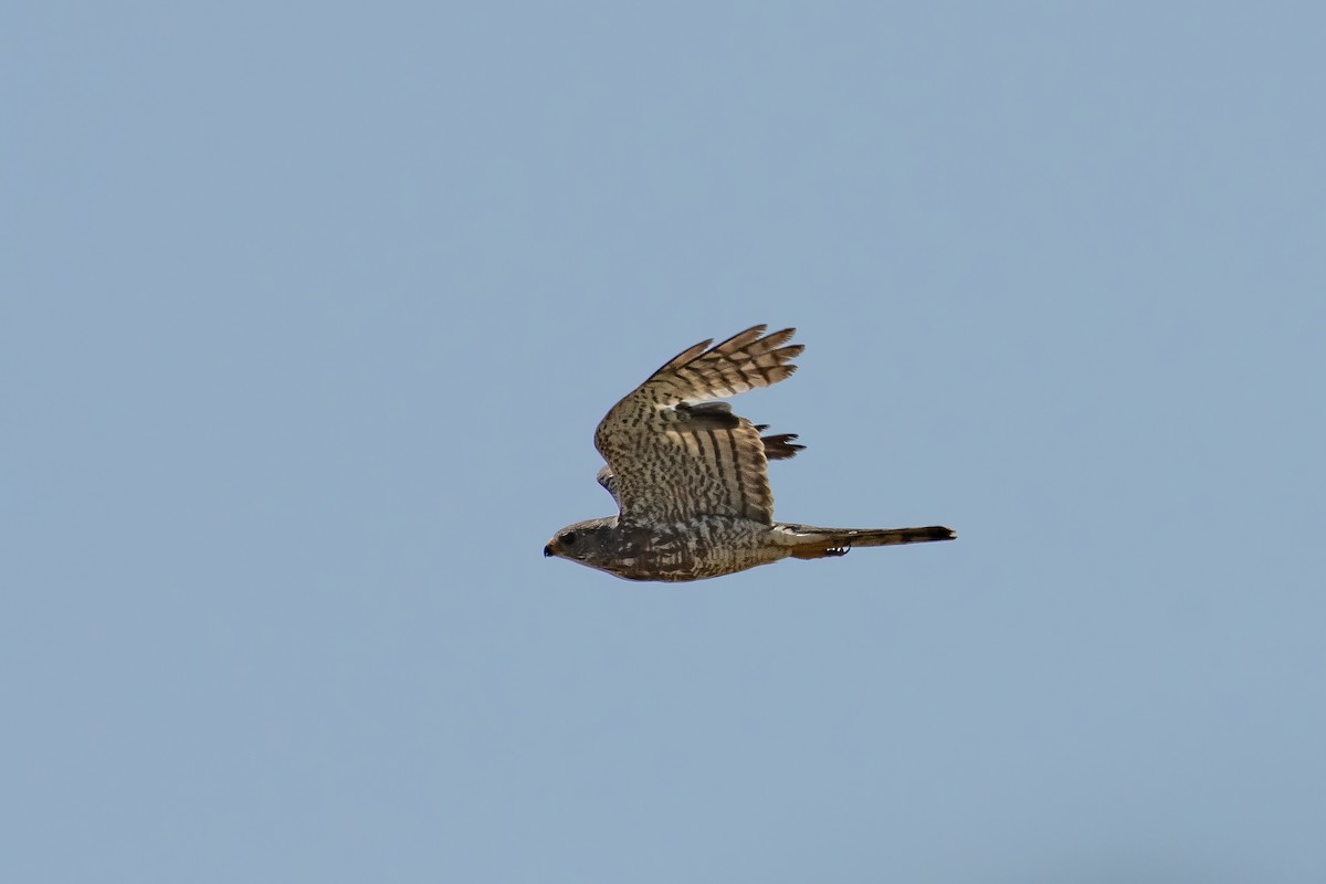 Levant Sparrowhawk - ML622290918