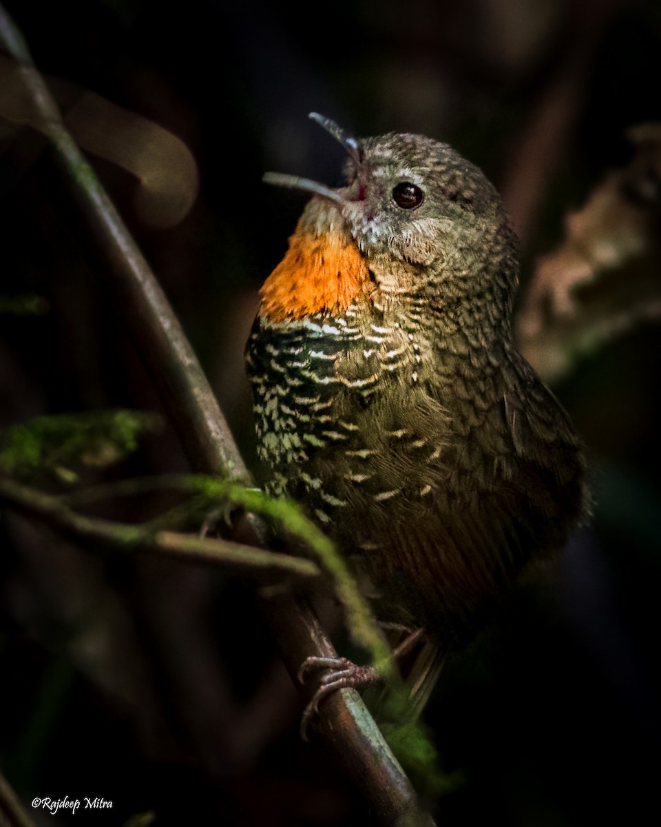 Mishmi Wren-Babbler - ML622290924