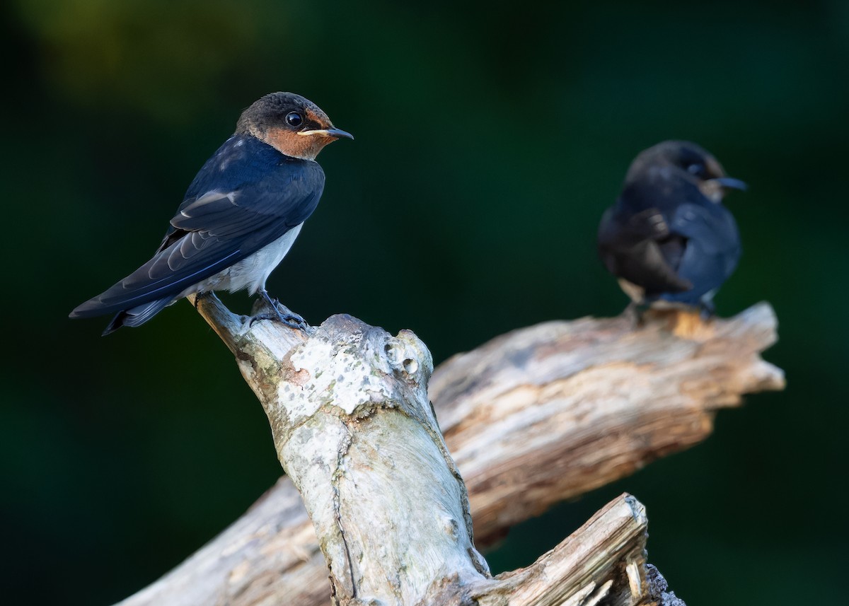 Pacific Swallow (Pacific) - ML622290927