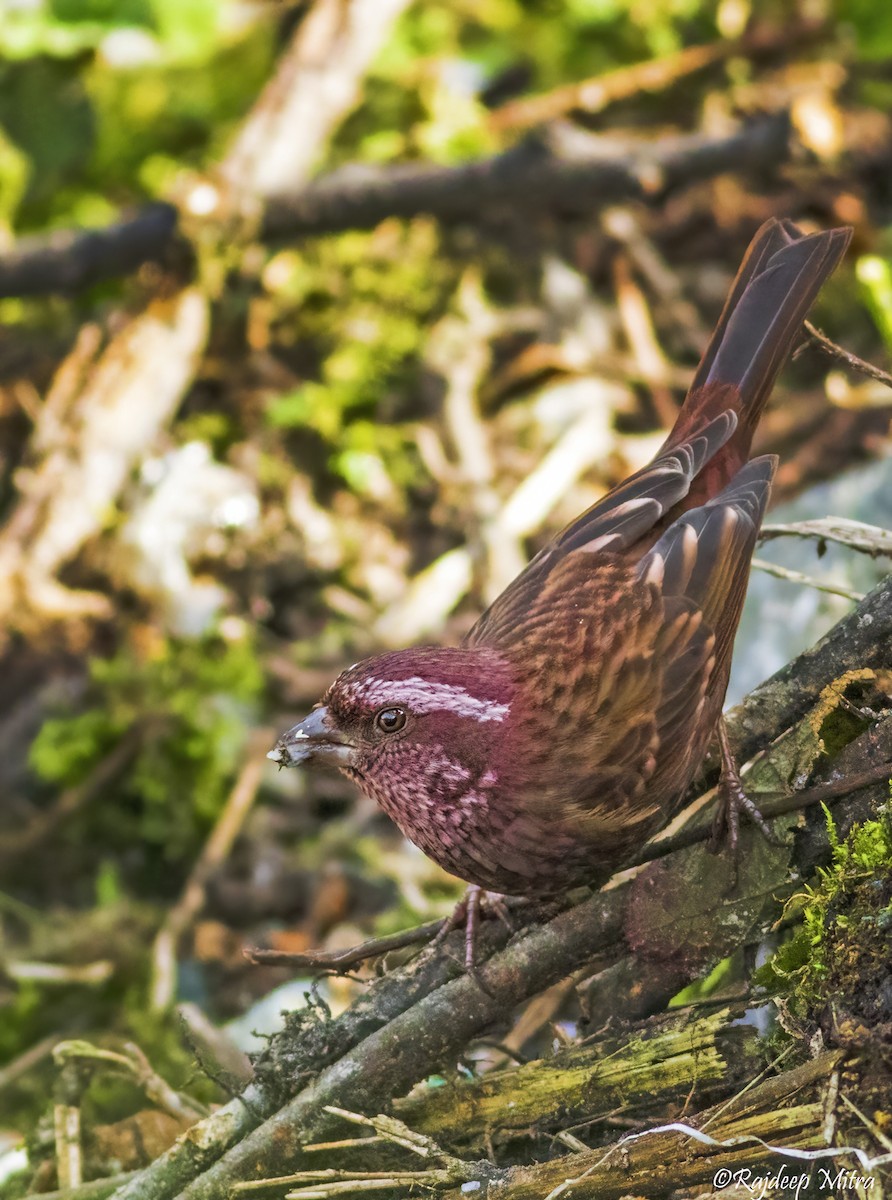 Dark-rumped Rosefinch - ML622290941