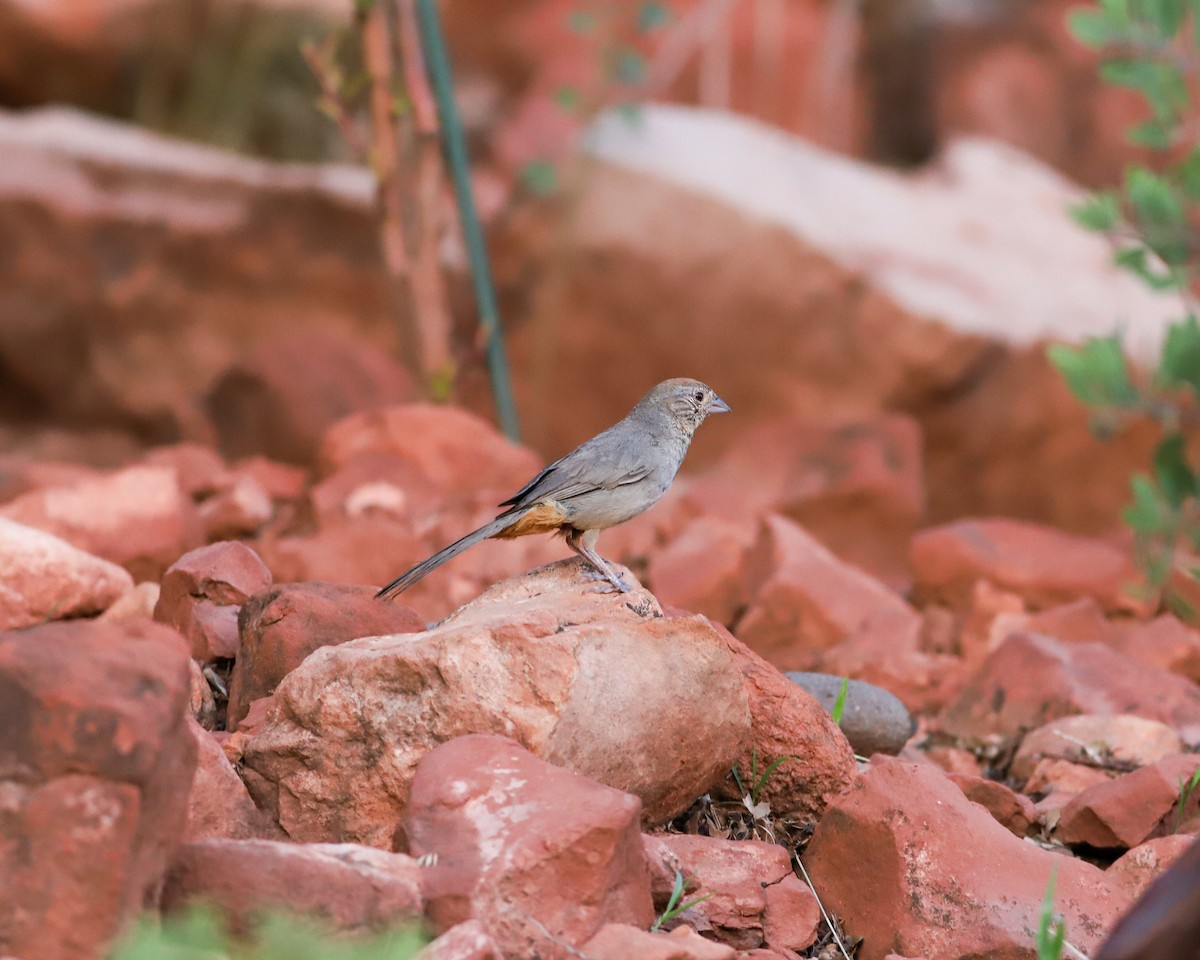 Canyon Towhee - ML622290975