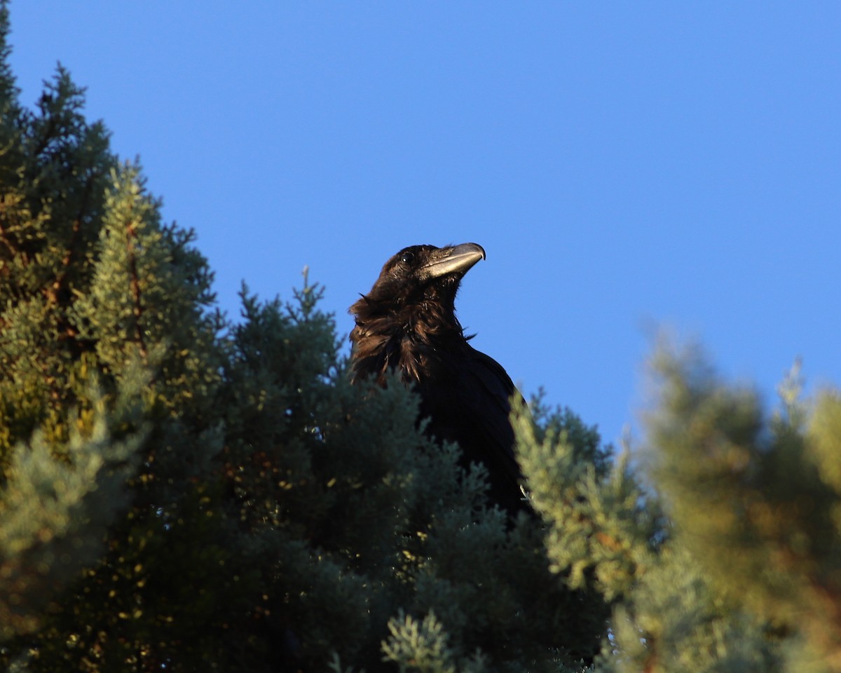 Common Raven - ML622290979