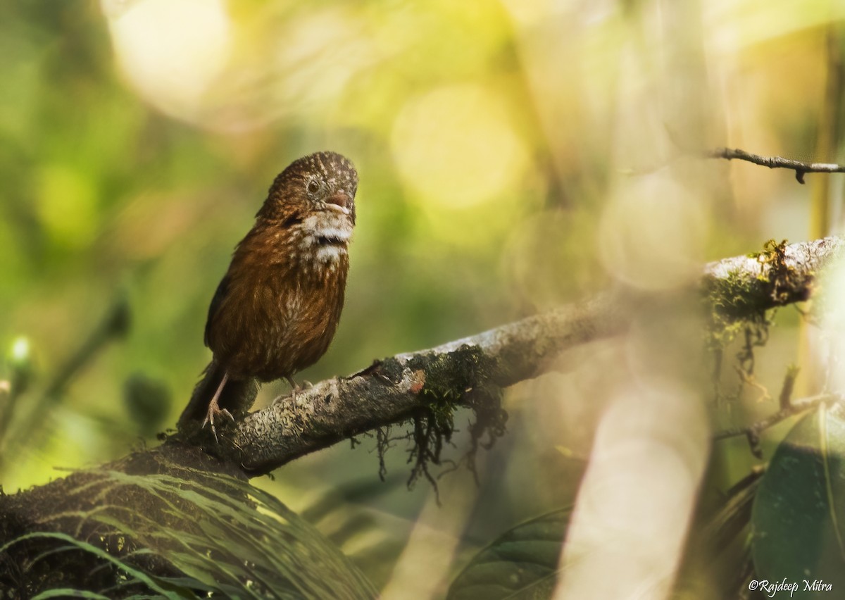 Bar-winged Wren-Babbler - ML622290990