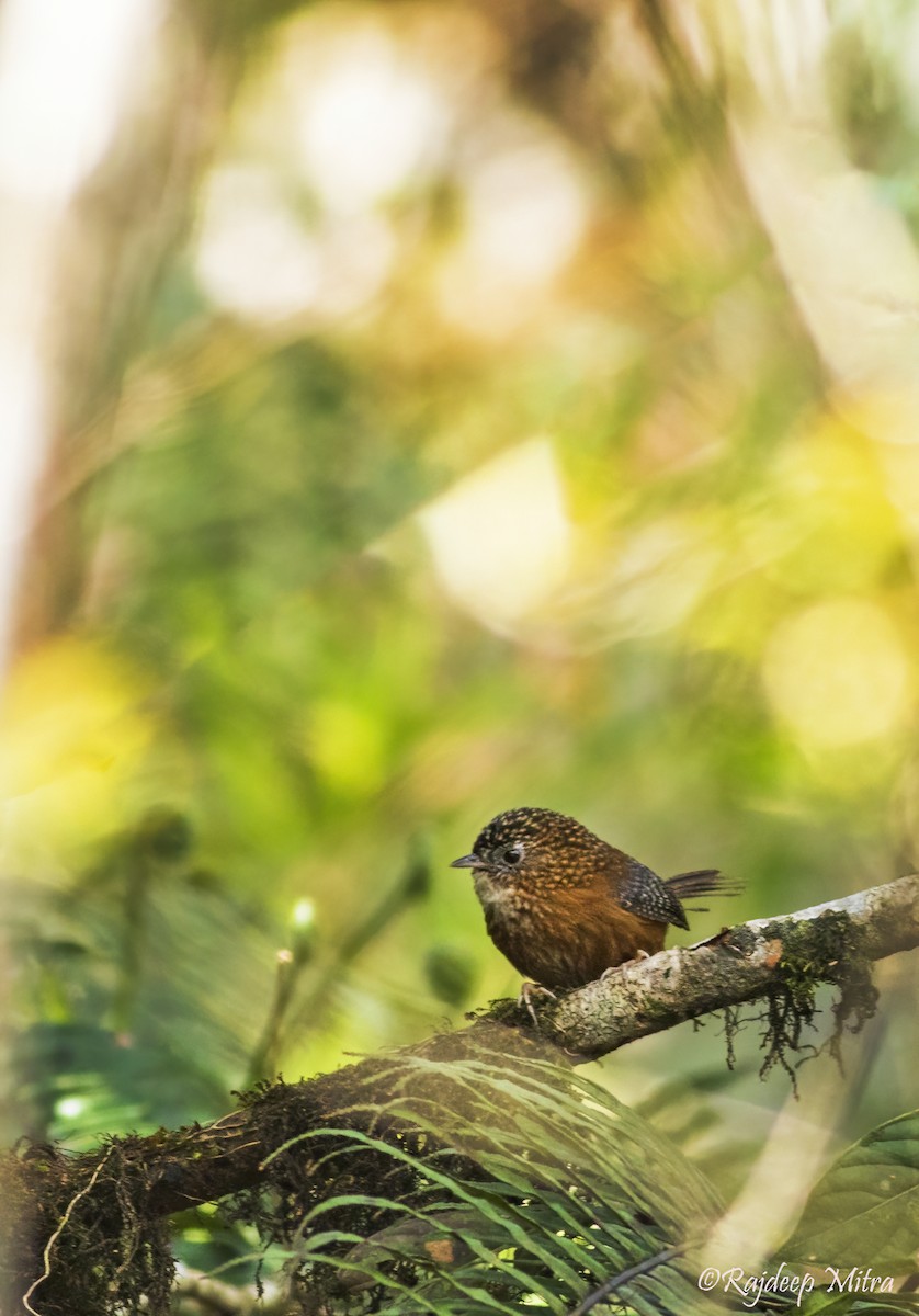 Bar-winged Wren-Babbler - ML622290992