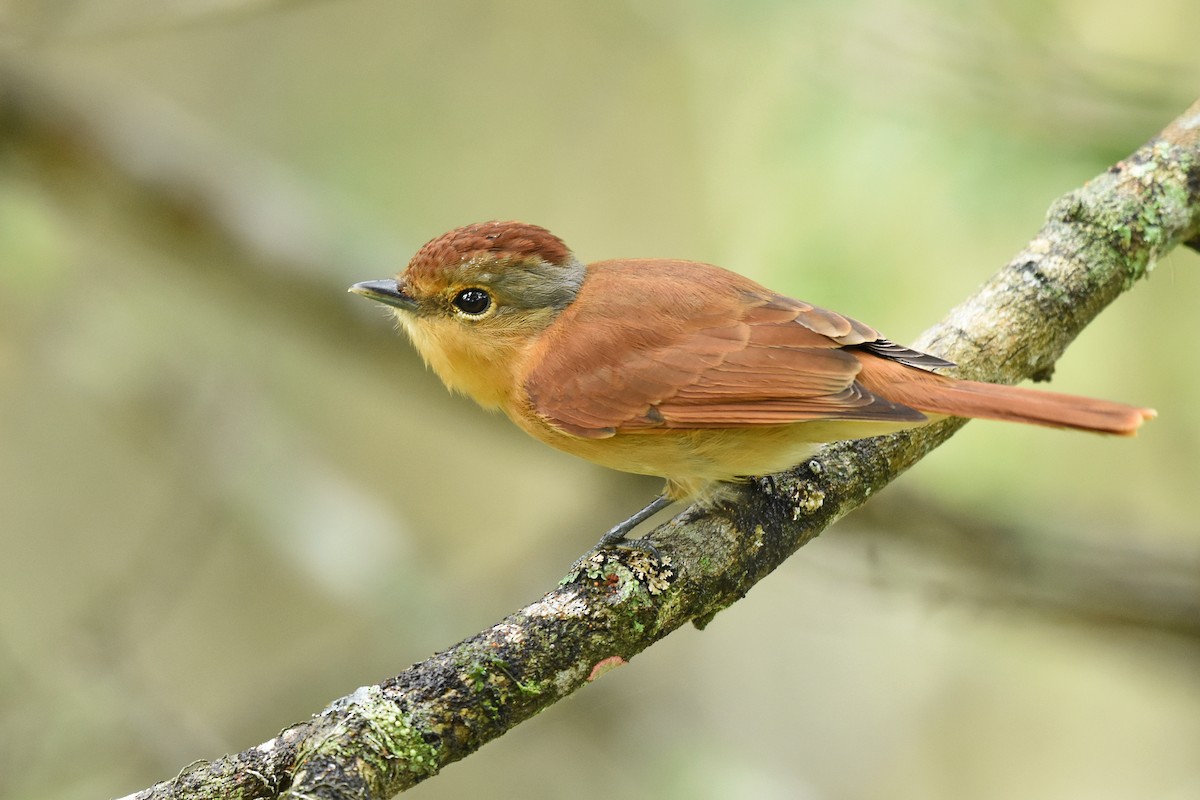 Chestnut-crowned Becard - ML622291035