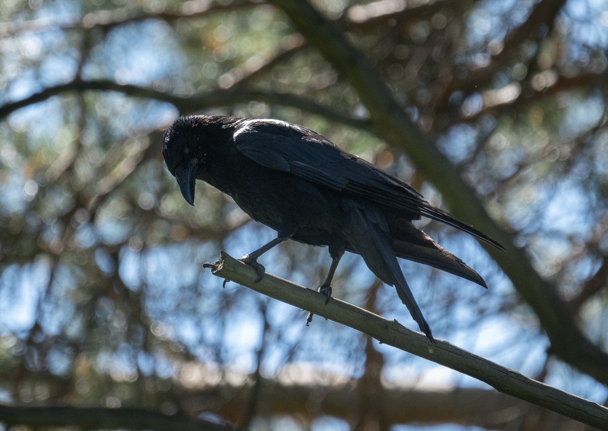 Common Raven - Alexandr Smith