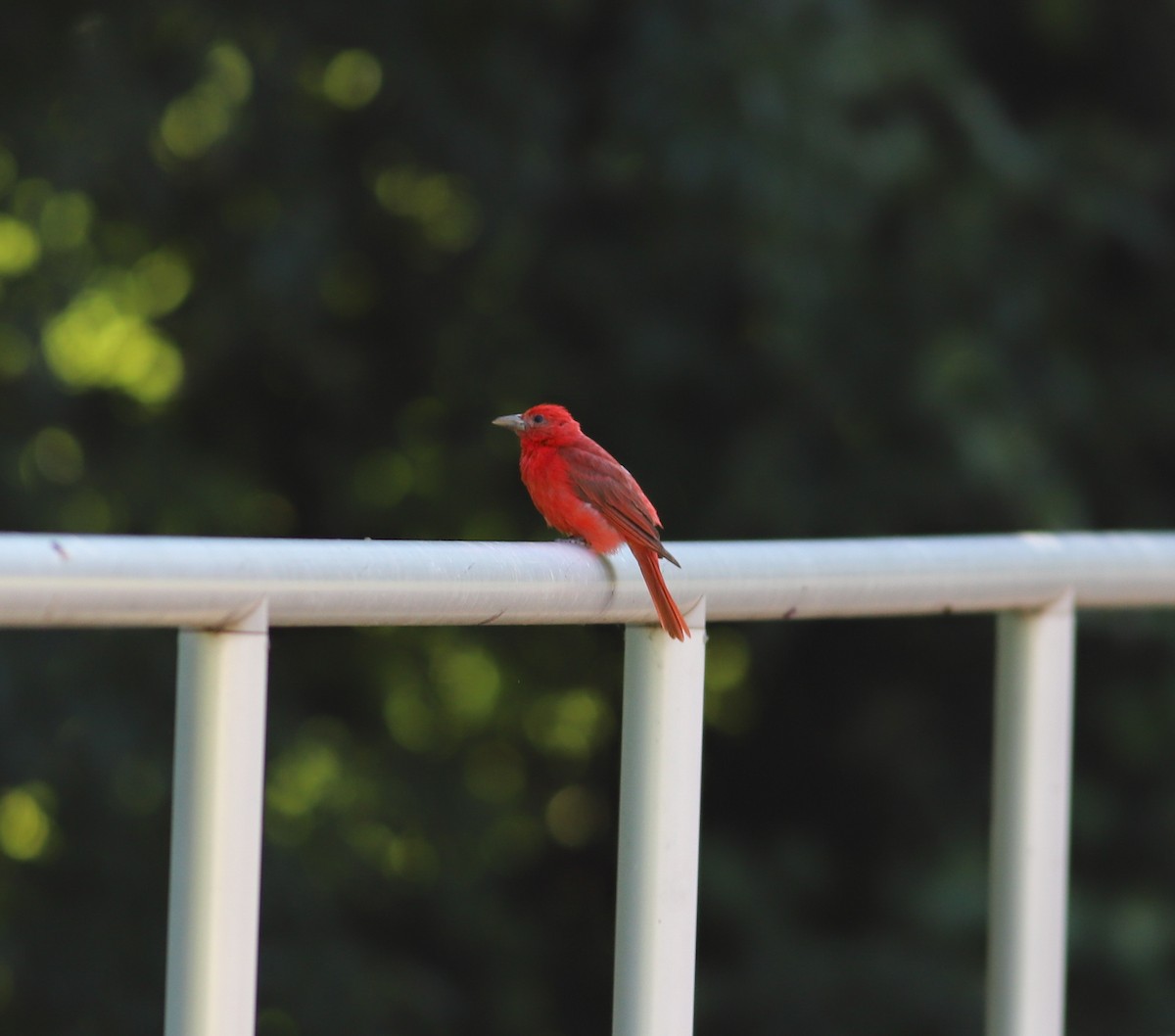 Summer Tanager - ML622291093