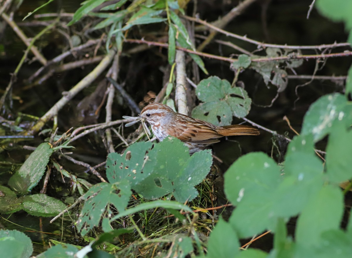 Song Sparrow - ML622291119