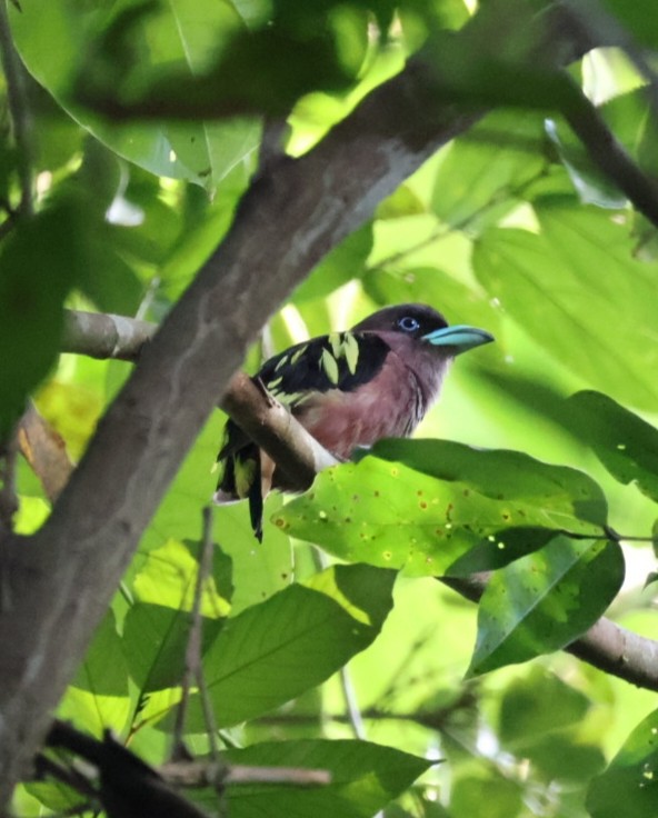 Banded Broadbill - ML622291159