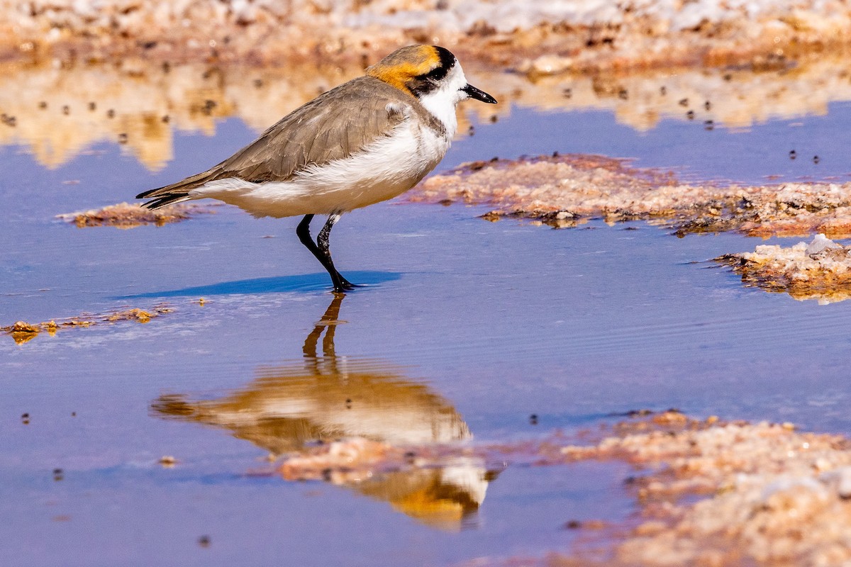 Puna Plover - ML622291161