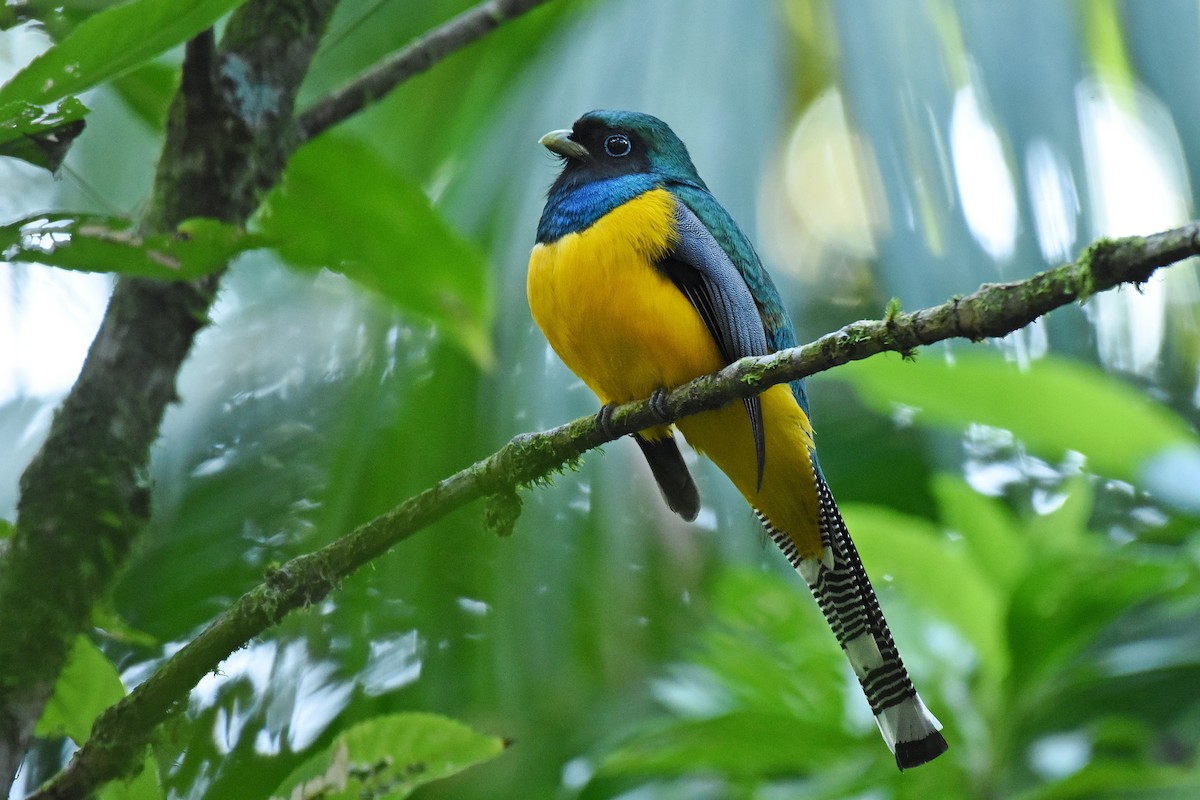 Atlantic Black-throated Trogon - ML622291165