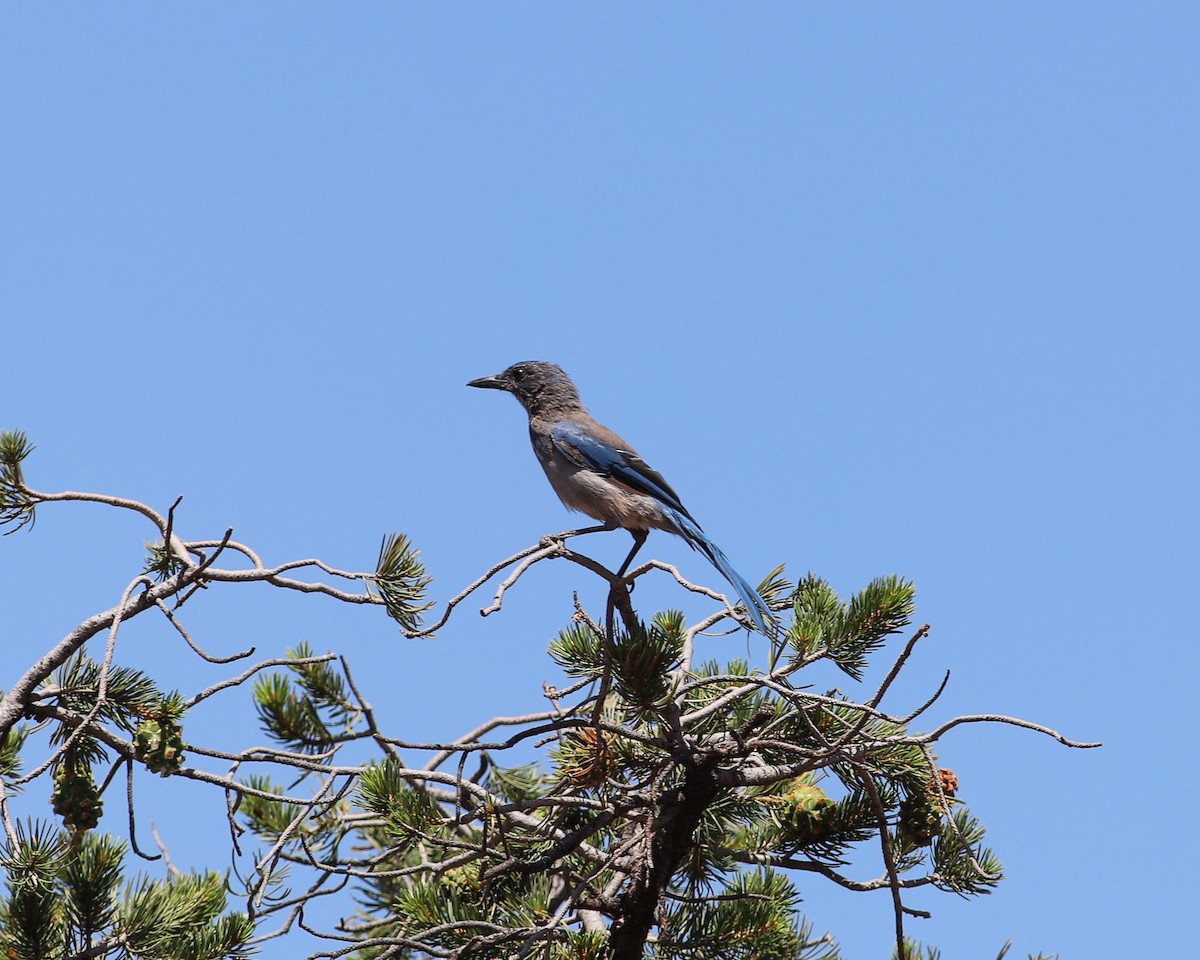 Woodhouse's Scrub-Jay - ML622291199