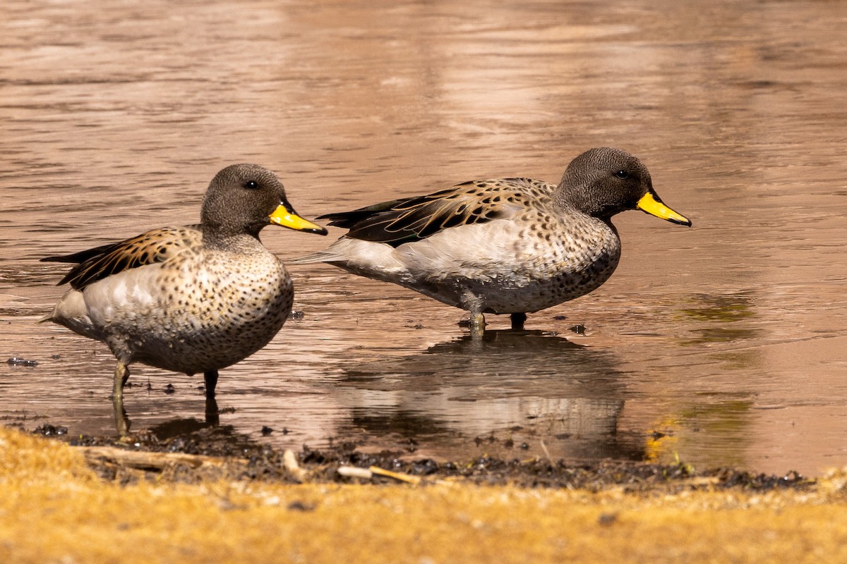 Yellow-billed Teal - Michael Cook
