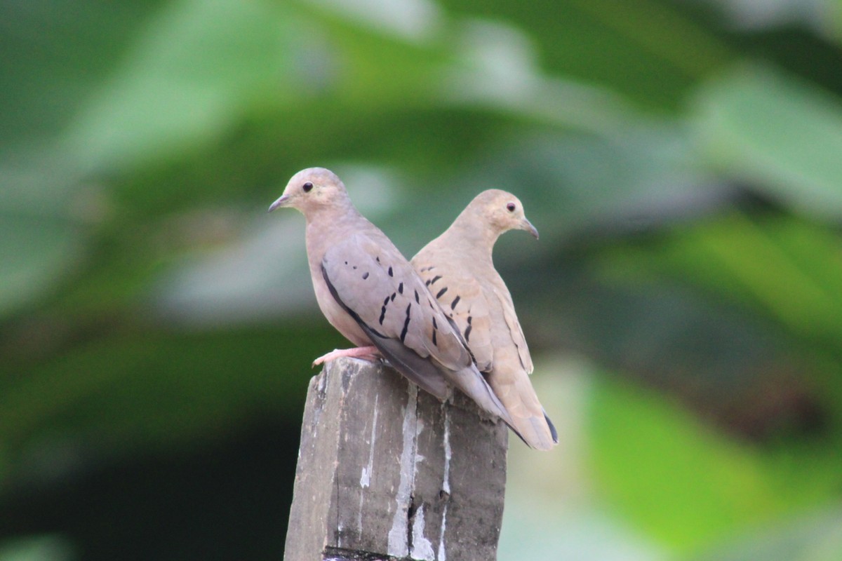 Ecuadorian Ground Dove - ML622291262