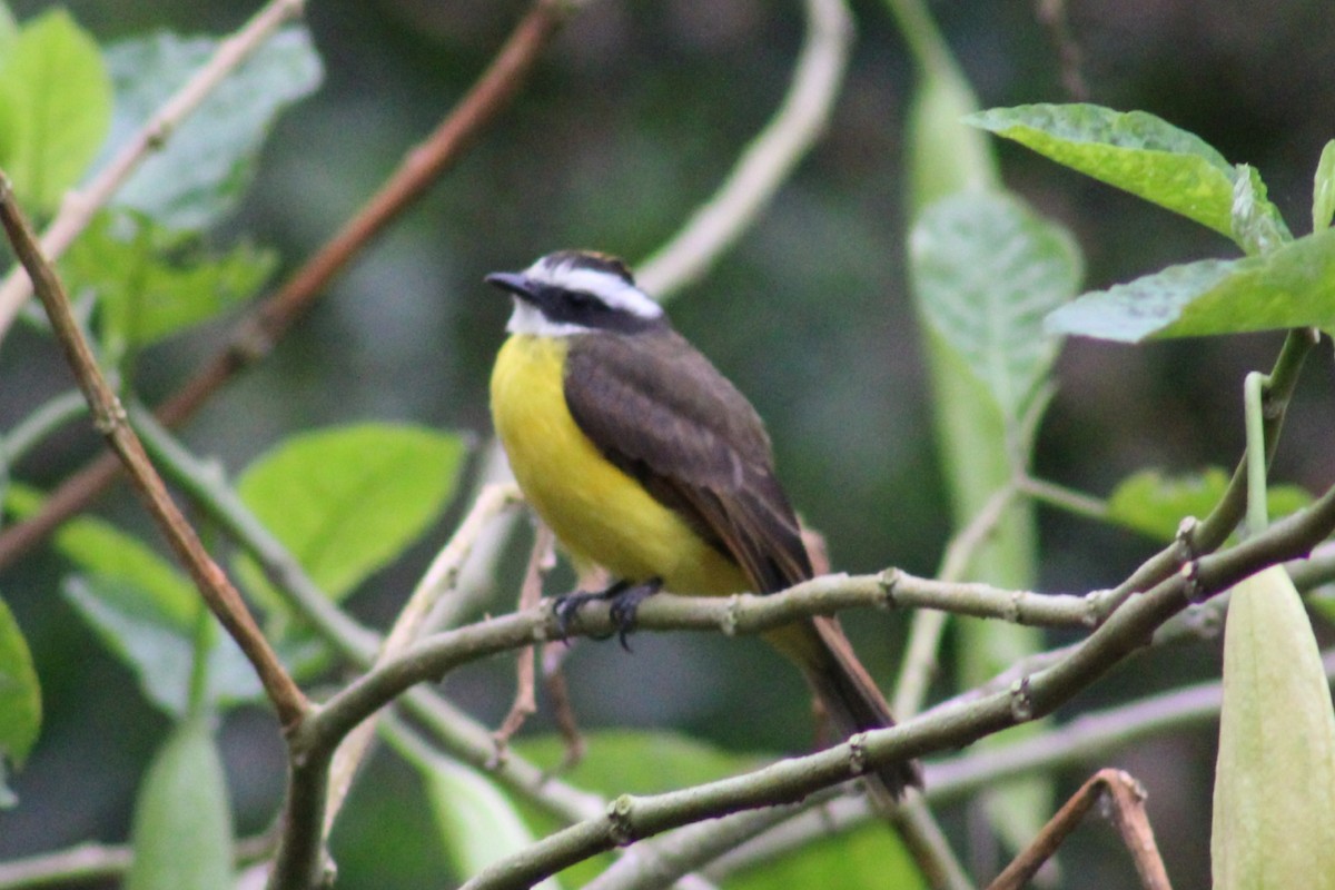 Rusty-margined Flycatcher - ML622291275