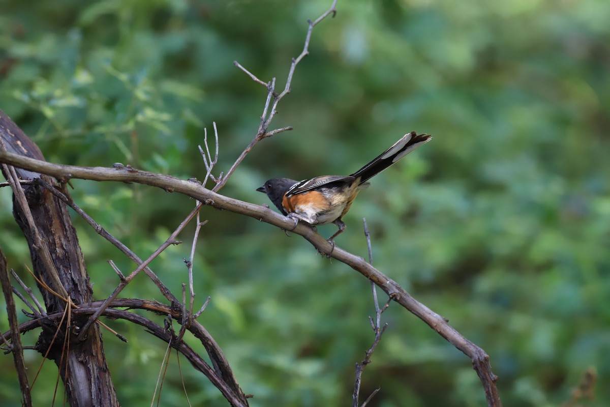 Spotted Towhee - ML622291276