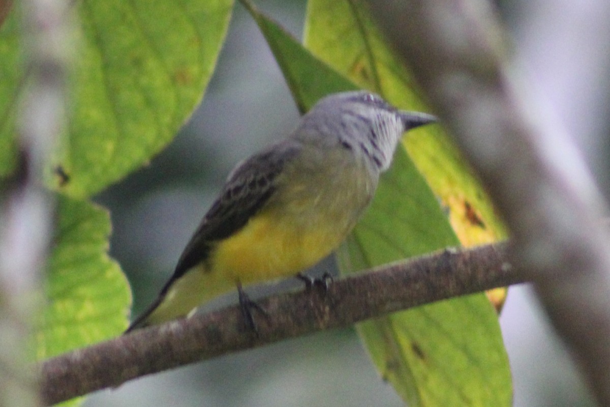 Tropical Kingbird - ML622291281