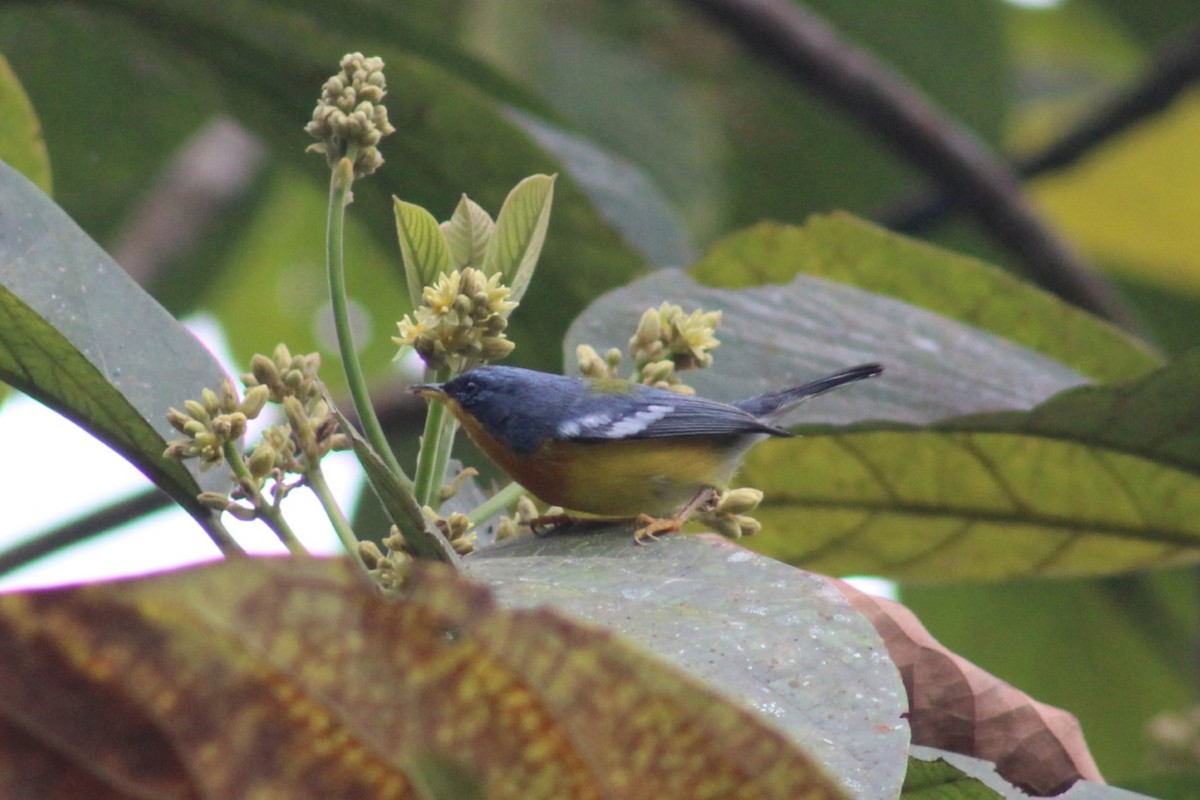 Tropical Parula - ML622291285