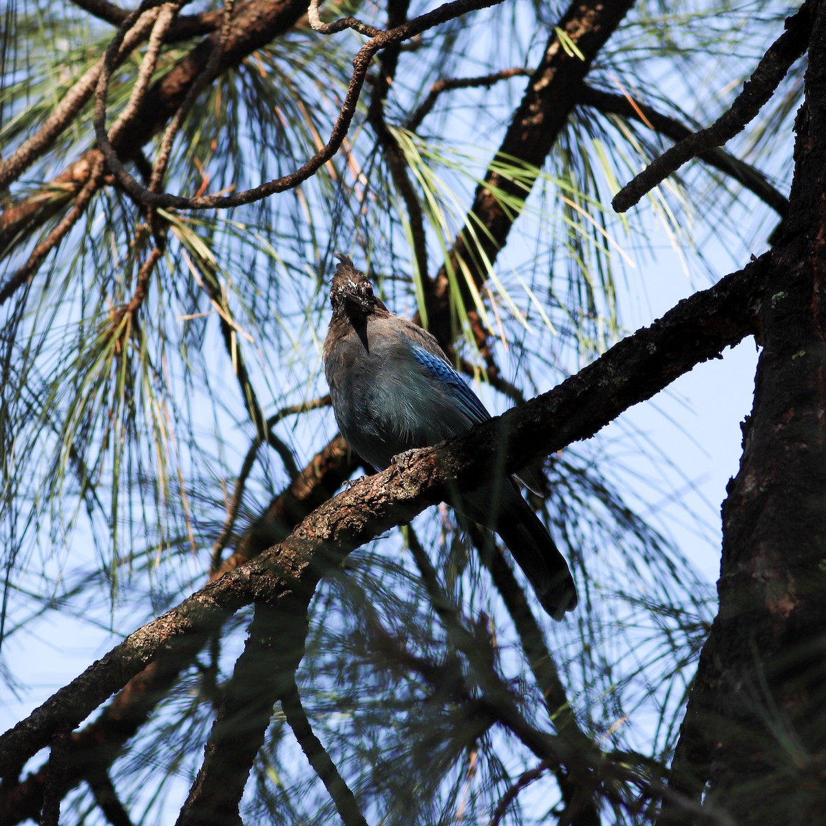 Steller's Jay - ML622291286