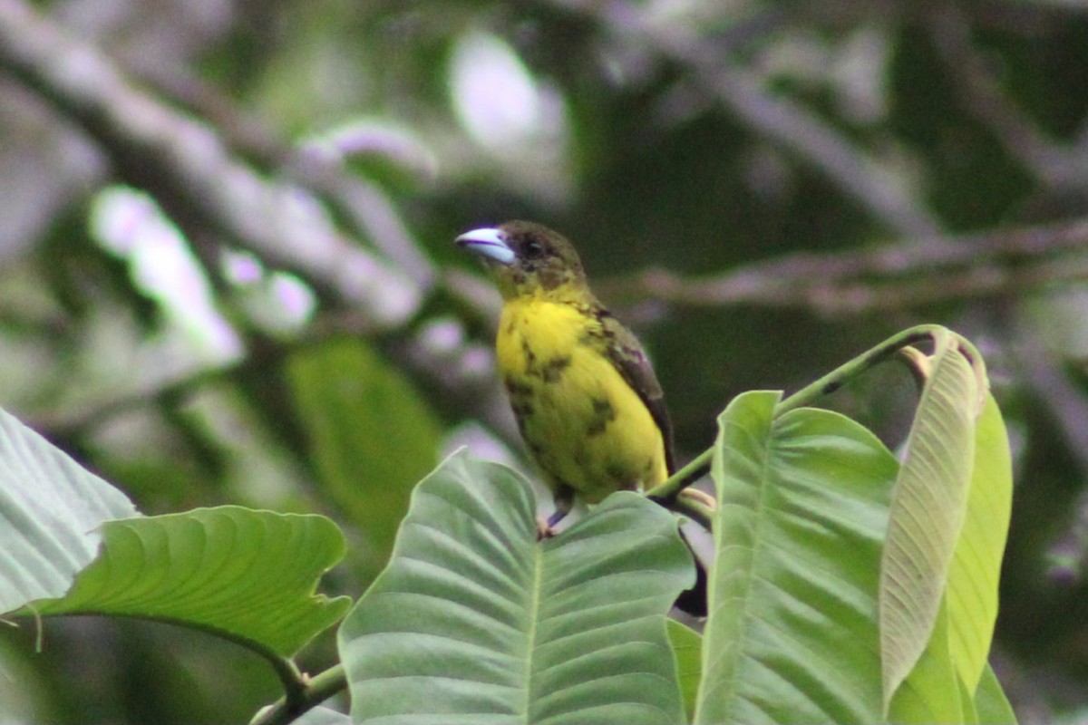 Flame-rumped Tanager - ML622291296