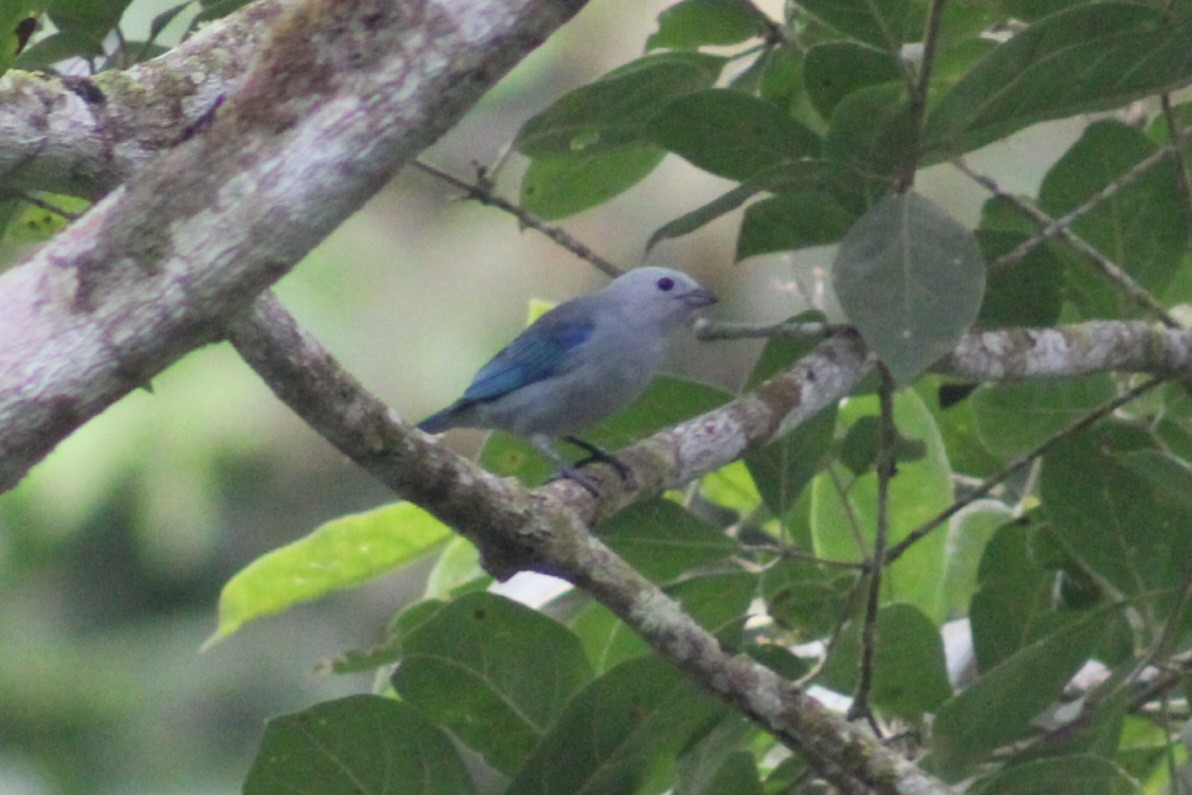 Blue-gray Tanager - David Weaver