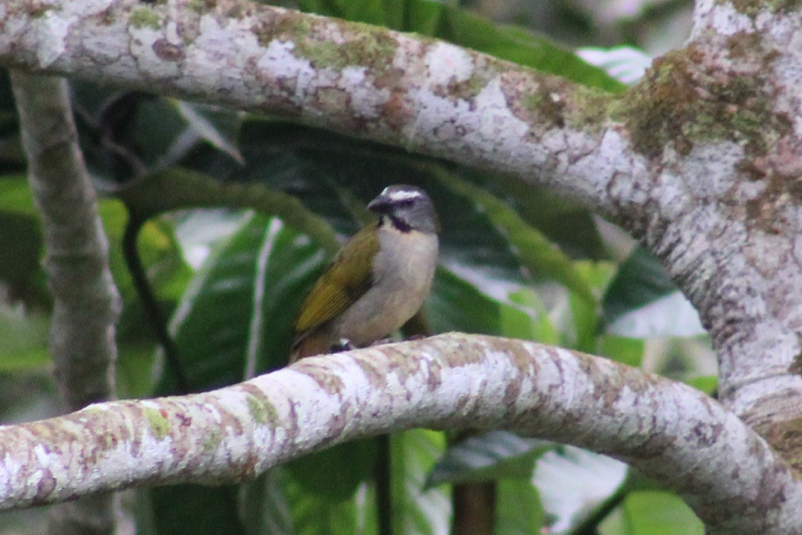 Buff-throated Saltator - ML622291317