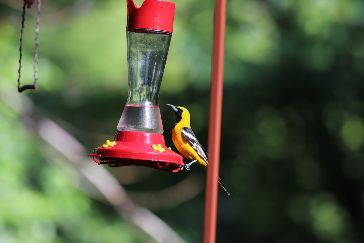 Hooded Oriole - ML622291321