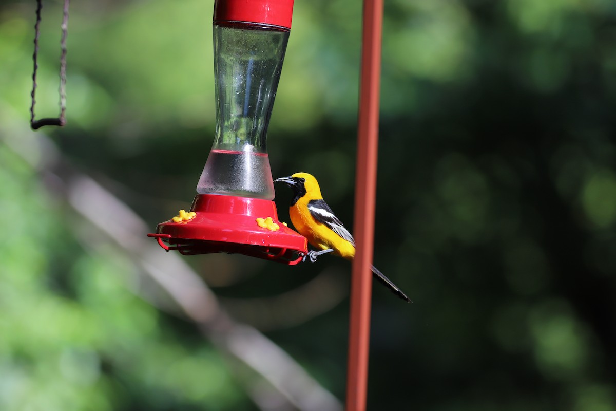 Hooded Oriole - ML622291323