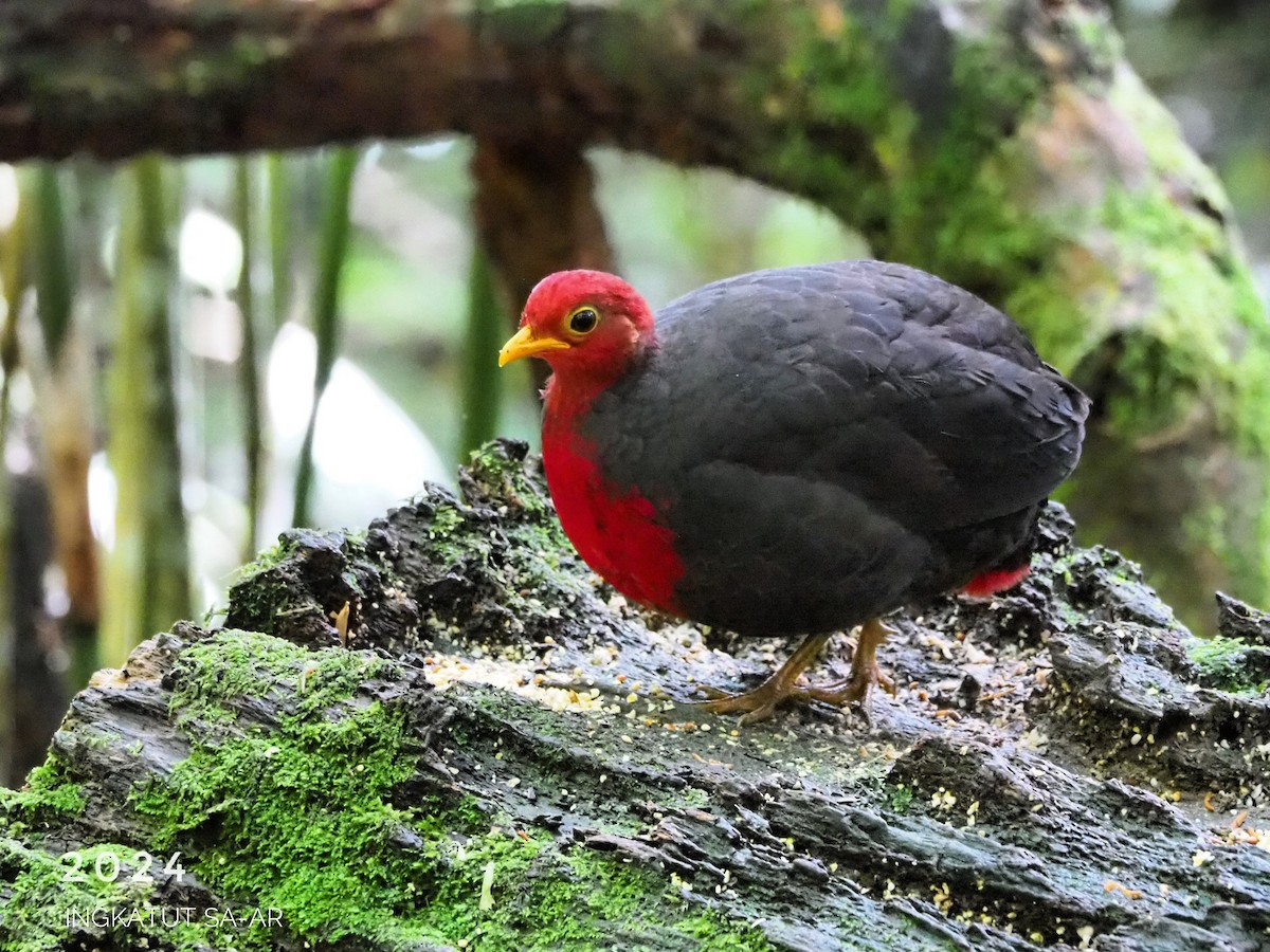 Crimson-headed Partridge - ML622291324